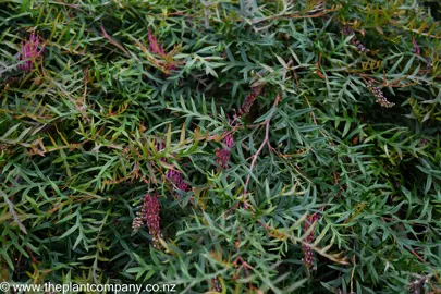 Grevillea 'Bronze Rambler' plant with pink flowers.