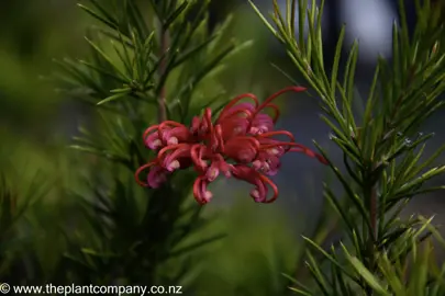 grevillea-canberra-gem--1