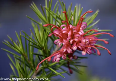 grevillea-canberra-gem--2