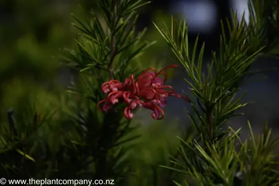 grevillea-canberra-gem-