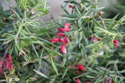 grevillea-cherry-ripe-