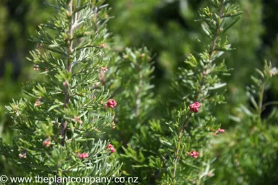 grevillea-cherry-ripe-4