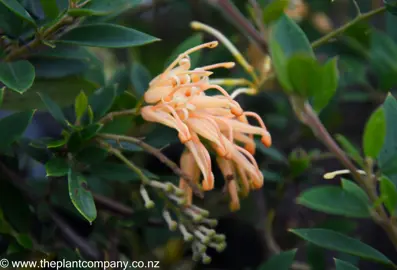 grevillea-deua-gold--2