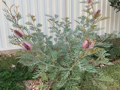 grevillea-dorothy-gordon-