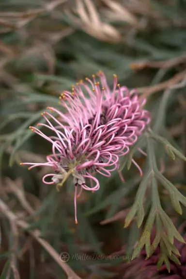 grevillea-dorothy-gordon-1