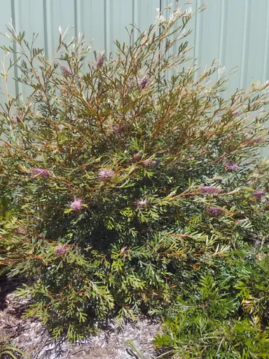 grevillea-dorothy-gordon-2