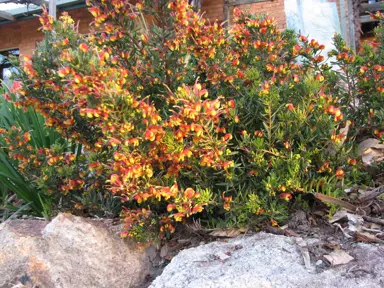 Grevillea 'Firecracker' plant.