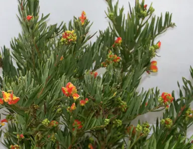 Grevillea 'Ignite' plant.