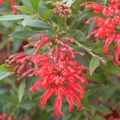 grevillea-lady-o-