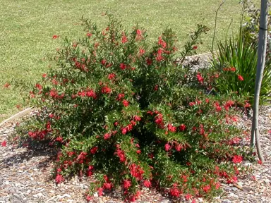 grevillea-lady-o-1