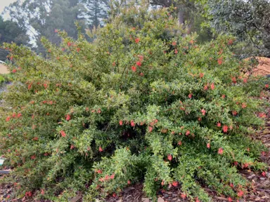 grevillea-lady-o-4