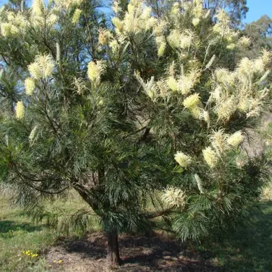 grevillea-moonlight--1