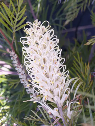 grevillea-moonlight-