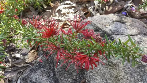 grevillea-new-blood-