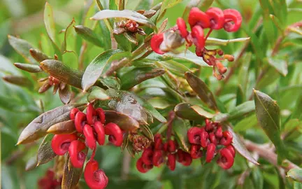 grevillea-red-clusters-1