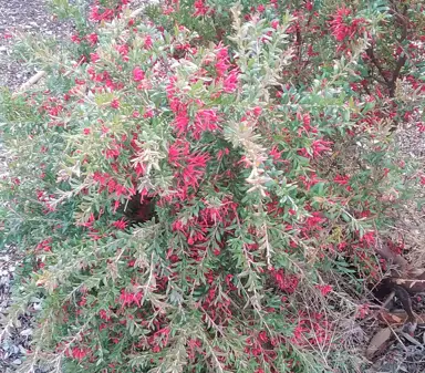 grevillea-red-clusters-2