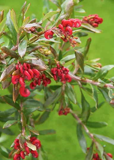 grevillea-red-clusters-3