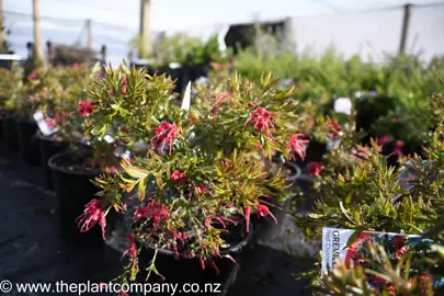 grevillea-red-clusters-4