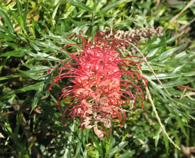 grevillea-robyn-gordon--1