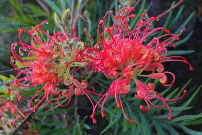 grevillea-robyn-gordon-