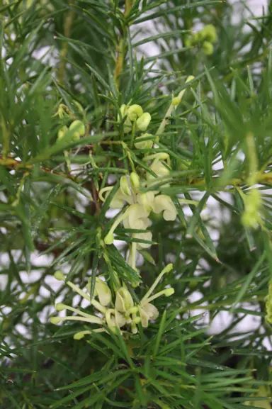 grevillea-cream-and-green-