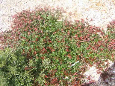 grevillea-gaudichaudi-3