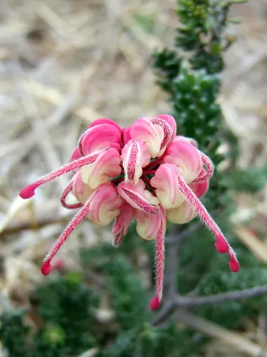 grevillea-mt-tamborine-