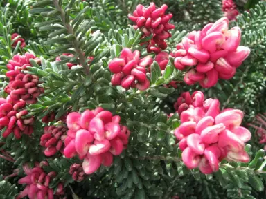 grevillea-mt-tamborine-1