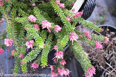 grevillea-mt-tamborine-2