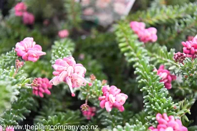 grevillea-mt-tamborine-3