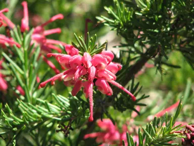 grevillea-nancy-otzen-1