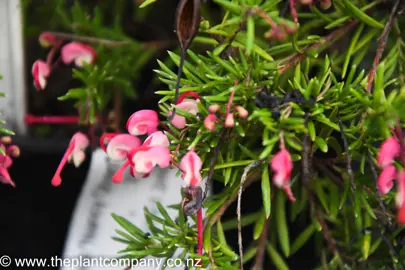 grevillea-nancy-otzen-2