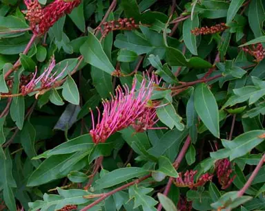 grevillea-poorinda-royal-mantle-4