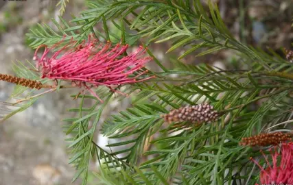 grevillea-robin-hood-