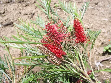 grevillea-robin-hood-1