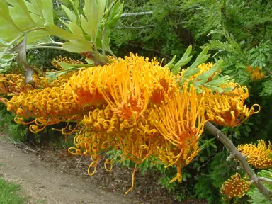 grevillea-robusta-3