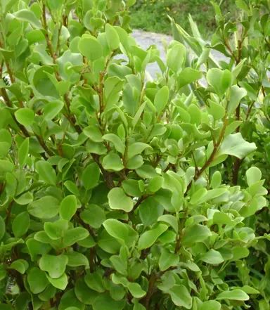 griselinia-alpine-form-