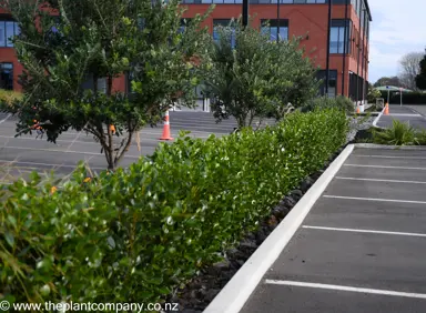 Griselinia 'Ardmore Emerald' freshly trimmed hedge bordering a commercial complex.