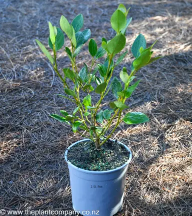 Griselinia 'Ardmore Emerald' for sale at The Plant Company nursery.