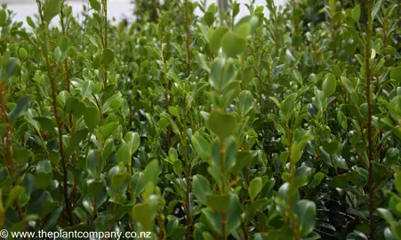 Griselinia 'Canterbury' with lush green foliage.