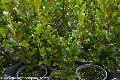 Griselinia 'Canterbury' plants with lush green foliage.