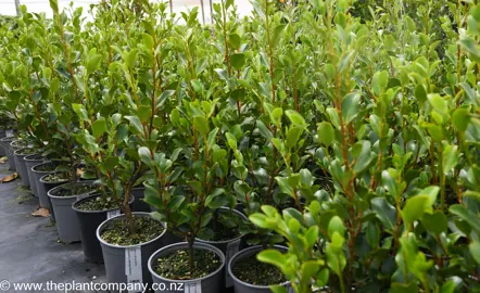 Griselinia 'Canterbury' growing in a pot with green foliage.