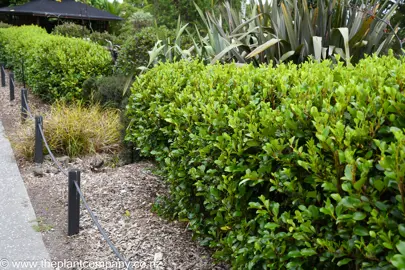 Griselinia 'Canterbury' hedge with lush green foliage.