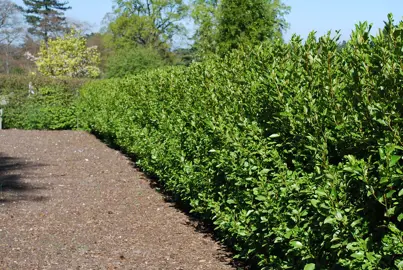 Griselinia littoralis hedge with lush, green foliage.