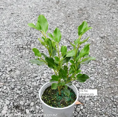 Griselinia littoralis plant for sale at The Plant Company nursery.