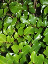 griselinia-maitai-