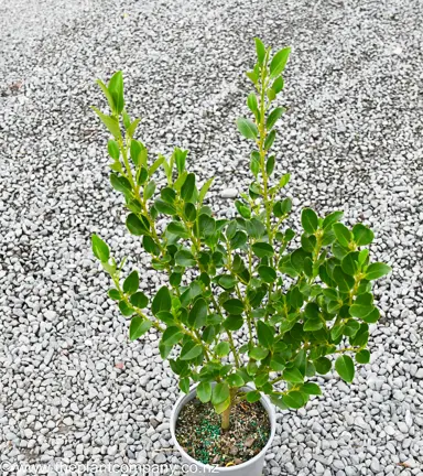 Griselinia 'Miharo' plant with lush, green foliage for sale at The Plant Company nursery.