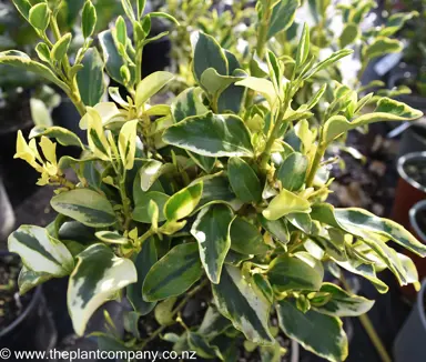 Variegated leaves that are cream and green on Griselinia Variegata.