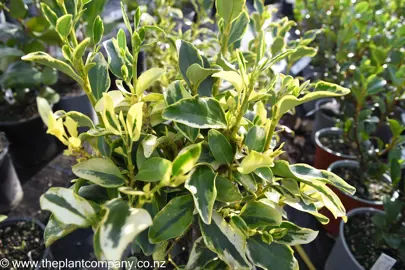 Bright and colourful foliage on Griselinia Variegata.