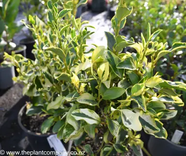 Impressive variegated foliage on Griselinia Variegata.